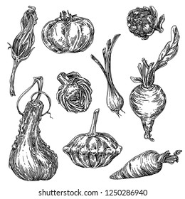 Big set of vegetables. Pumpkin, beet, artichoke, tomato, carrot, patisson, green onion and flower pumpkin. Sketch. Engraving style. Vector illustration.