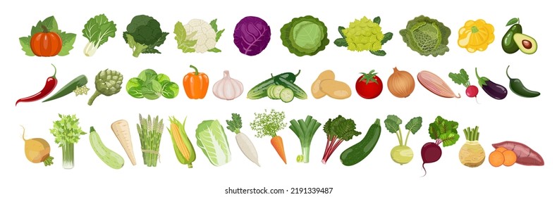 Big set of vegetables and root crops, organic farm grown vegan produce. Vector illustration on white background