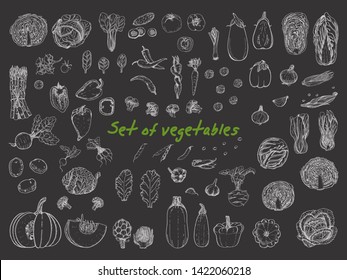 Big set with vegetables in sketch style. Vector illustration for your design