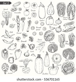 Big set of vegetables in sketch style. Vector illustration for your design