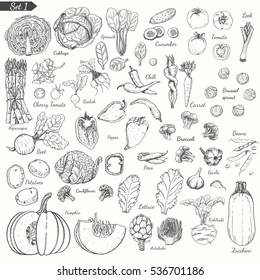 Big set of vegetables in sketch style. Vector illustration for your design