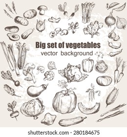 Big set of vegetables. Vector illustration in vintage style. Hand drawn illustration.