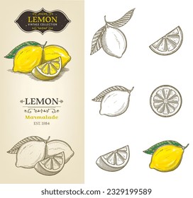 Big set of vintage hand drawn lemons isolated on white background. Vegetarian, organic food. Vector Illustration. 