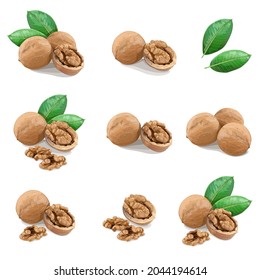 Big set of Walnuts with leaves on white background. Vector Illustration.
