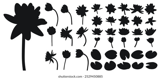 Big set of water lily, water lilies, silhouette of buds and plant foliage