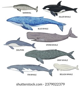 Gran conjunto de especies de ballenas. Afiche con varios tipos de ballenas y nombres. Ilustración del vector aislada en fondo blanco