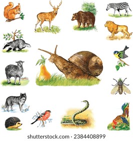 Big set of wild animals, insects and birds  from different countries of Europe, Asia, Africa, America isolated on white background. Vector illustration 