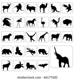 big set of wild animals vector