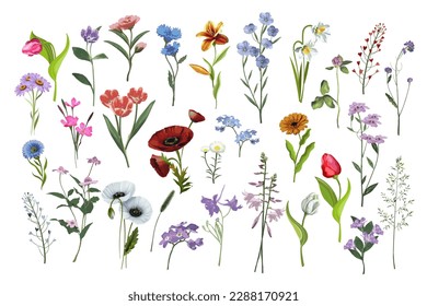 Big set of wild flowers. Isolate on a white background. Vector illustration.