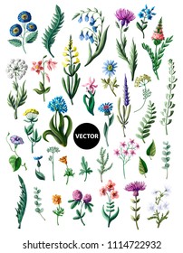 Big set of wild flowers isolated. Vector illustration.