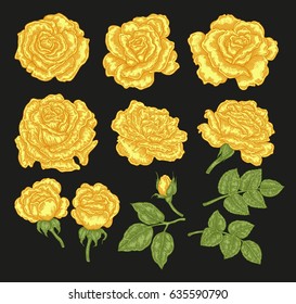 Big set with yellow rose flowers and leaves in vintage style. Hand drawn botanical vector illustration. Floral design elements