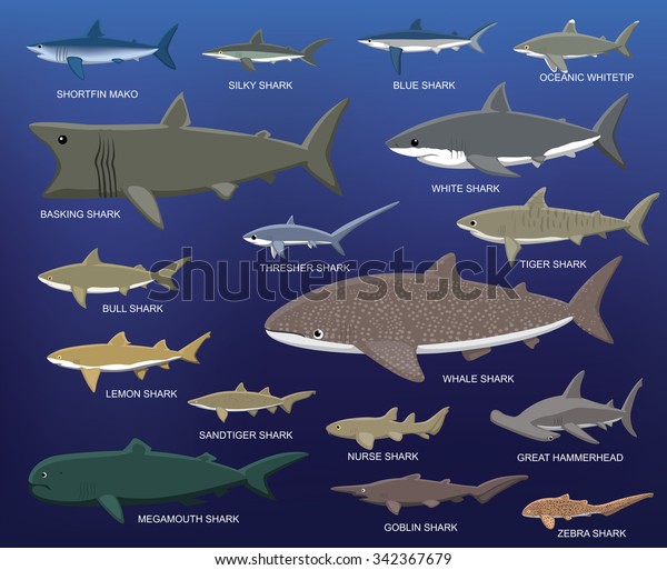 大きなサメのサイズ比較の漫画のベクターイラスト のベクター画像素材 ロイヤリティフリー