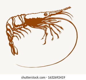 Big shrimp. Vector sketch drawing