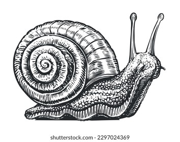 Big snail crawling sketch. Invertebrate animal in vintage engraving style. Vector illustration