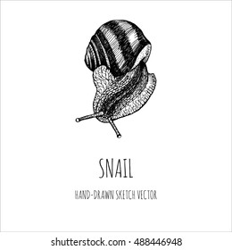 Big snail. Hand-drawn sketch vector.