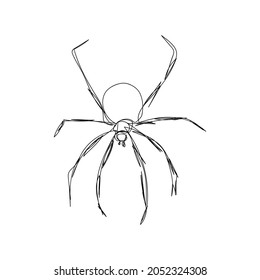 Big spider one line art. Continuous line drawing of halloween theme, gothic, arthropod, horrible, scary, black widow, karakurt, tarantula.