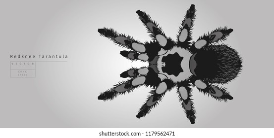 Big Spider In Vector, Redknee Tarantula.