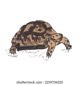 Big spotted turtle on a white background with dots.