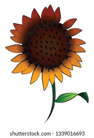 A big sunflower with green leaf & stem vector color drawing or illustration 