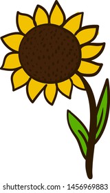 Big sunflower, illustration, vector on white background.