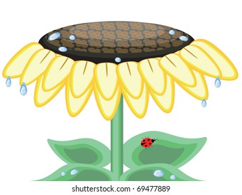 Big sunflower with water drops and ladybug