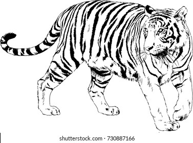 big tiger painted ink from hands in full growth on a white background logo