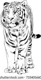 big tiger painted ink from hands in full growth without a background logo