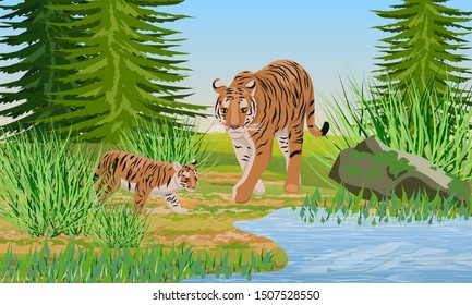 Big tigress and her cub on the lake. Animals of Asia. Panthera tigris. Big cats. Predatory mammals.  Realistic vector landscape