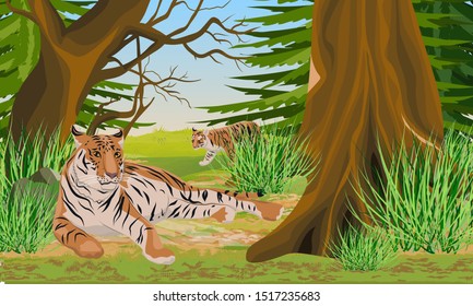 Big tigress and her cub rest in a dense coniferous forest. Animals of Asia. Panthera tigris. Big cats. Predatory mammals. Realistic vector landscape