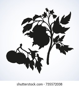 Big tomato on twig isolated on white backdrop. Dark ink hand drawn picture in vintage engraving style. Closeup view