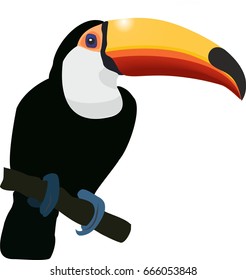 big toucan isolated