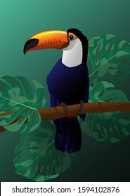 Big Toucan sits on a branch