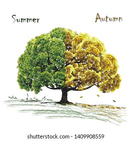 Big tree, autumn and summer, the combined diptych, the color vector drawing on a white background