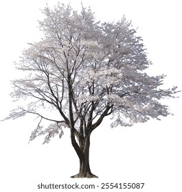 A big tree of cherry blossoms_Accessory view in architecture_Vector  illustration