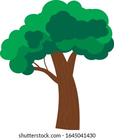 
big tree with different colors of leaves and dark bark