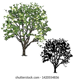 Big tree of an elm with leaves in the summer, the vector image color (technology of paint daubs) and a silhouette on a white background