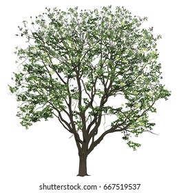 Big tree of an elm with leaves in the summer, the color vector image on a white background