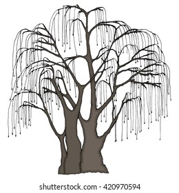 Big Tree With Long Hanging Twigs. Weeping Willow Or Other. Color Vector Illustration.