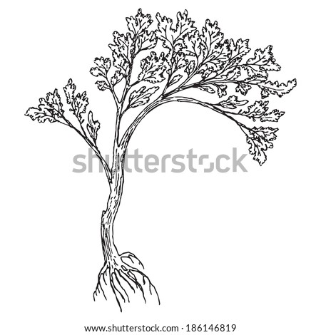 Big tree with roots and leaves. Drawing made Ã?Â¢??Ã?Â¢??by hand without a trace.