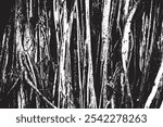 Big tree roots as wooden textured backdrop, illustration old wood black and white vector texture.
