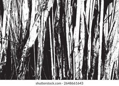 Big tree roots as wooden textured backdrop, illustration old wood black and white vector texture. 
