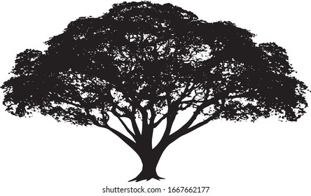 Big tree silhouette isolated on white background