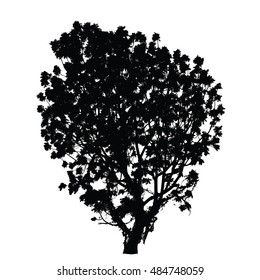 Big tree silhouette : Vector