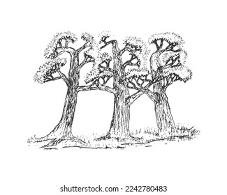 Big trees hand drawn pen sketch vector illustration. Different shape three big tree freehand drawing sketch vintage black and white isolated on white background.