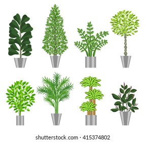 Big trees house plants collection. Large houseplants in pots for decoration of interiors. Vector illustration house plants in pots isolated on  white background