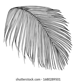 Big tropical palm leaf. Black and white ink liner drawing. Vector illustration isolated on white.