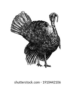 Big Turkey bird black pen hand drawing. The hand drawn picture with poultry. Can be used for menu restaurants, for packaging in markets and shops. Vector vintage illustrations in the sketch style.