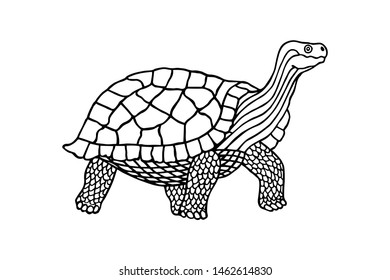 big turtle coloring book. Vector illustration eps10 of hand drawing