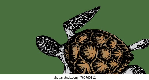 big turtle on green background