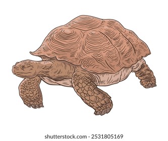 Tartaruga grande. Répteis com armadura. Animais selvagens. Ilustração vetorial isolada sobre fundo branco. Fauna, natureza e zoologia. Contorno desenhado à mão